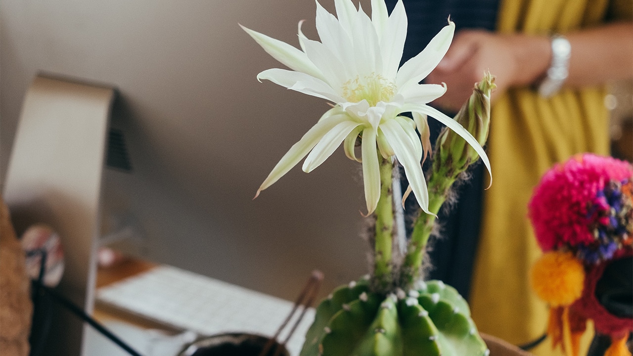 Computer Woman with White Flower