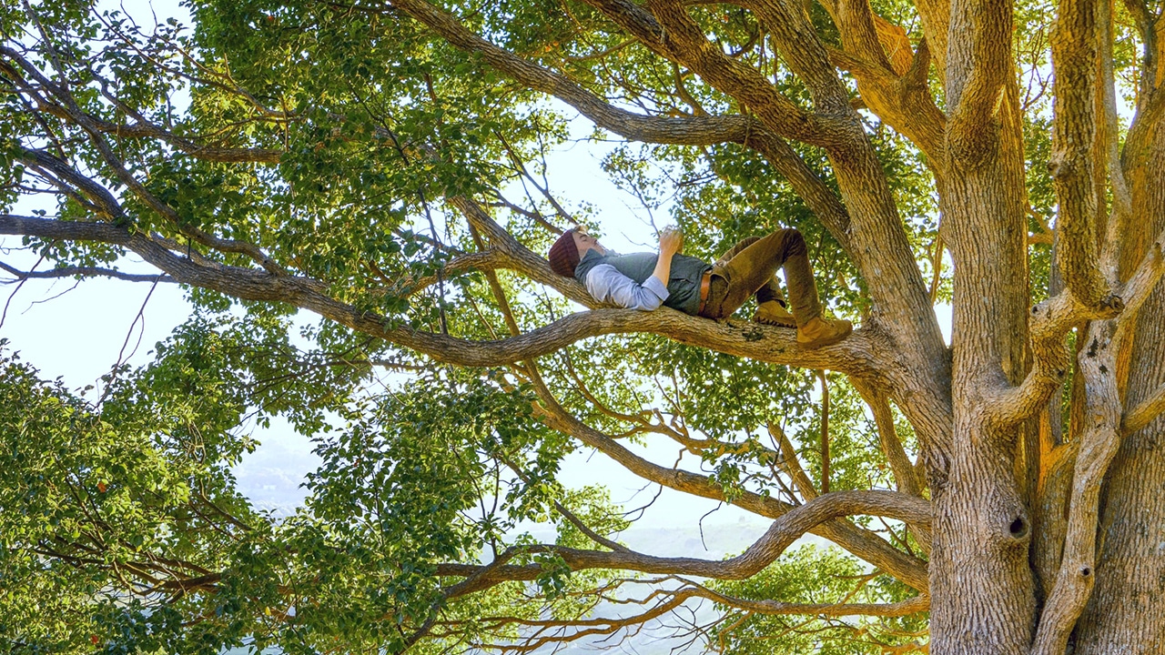 Man Laying In Tree